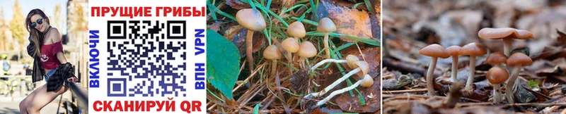 Псилоцибиновые грибы Psilocybe  Купить где  Нижнекамск 